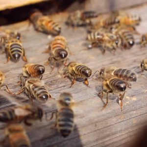 Swarm Lure mimicking Nasonov Pheromone